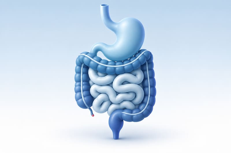 Illustration of the stomach and intestines